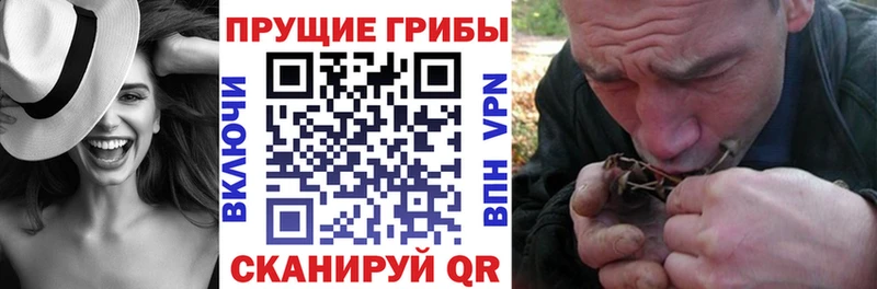 купить   Звенигово  Псилоцибиновые грибы мицелий 